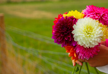 hands holding a bouquet of colorful dahlia flowers, close-up, copy space