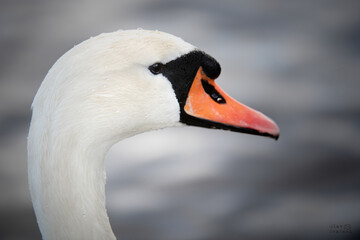 Swan - Svane