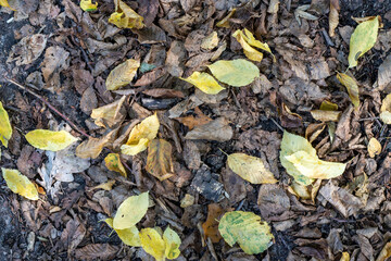 Autumn leaves on the ground in the forest. September
