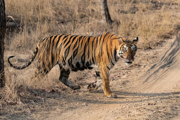 Fototapeta na wymiar A tiger walking in the forest in India