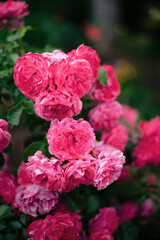 Fototapeta premium Beautiful pink and white roses in a garden in summer