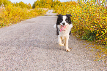 Outdoor portrait of cute smiling puppy border collie running in autumn park outdoor. Little dog with funny face on walking in sunny autumn fall day. Hello Autumn cold weather concept