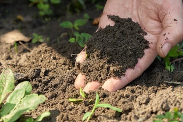 Hand with handful of black soil suitable for growing agricultural plants. High quality soil.