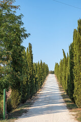 Fototapeta na wymiar scenic road in Tuscany with green cypress trees, cypress alley, beautiful landscape in Italy, blue sky, sunny summer day