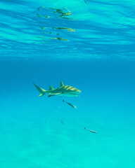 Fototapeta na wymiar lemon shark swimming in the Bahamas