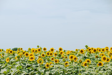 sunflower with sunflower field on a blurred background on a sunny day in Italy, Tuscany, place for your text, background for quotes	