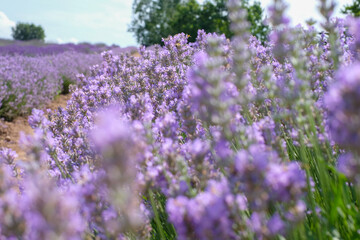 Obraz premium Beautiful landscape of lavender field. Lavender field in sunny day. Blooming lavender fields. Excellent image for banners and advertisements