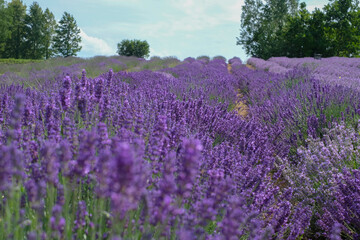 Fototapeta na wymiar Beautiful landscape of lavender field. Lavender field in sunny day. Blooming lavender fields. Excellent image for banners and advertisements