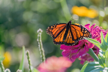 Fototapeta na wymiar Monarch Butterfly In The Native Plant Garden