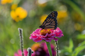 Fototapeta na wymiar Monarch Butterfly In The Native Plant Garden
