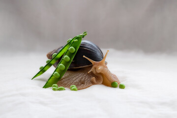 New harvest of fresh ripe green peas. Big snail eats green peas.Portrait of a snail with green peas.