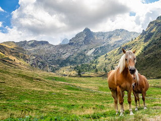 Fototapeta na wymiar Horses in Valvarrone valley on the Italian alps
