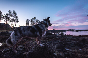 dog enjoying the sunset