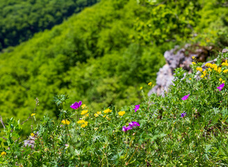 summer, mountain flowers blooming in natural areas, protected plants and flowers in protected areas
