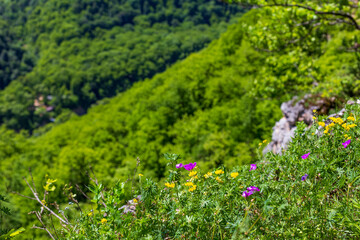 summer, mountain flowers blooming in natural areas, protected plants and flowers in protected areas