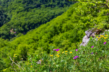 Obraz premium summer, mountain flowers blooming in natural areas, protected plants and flowers in protected areas