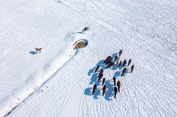 Wild horses are running and on the snow. Yilki horses are wild horses that are not owned in...