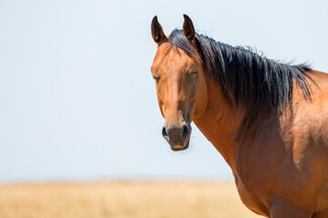 Obraz premium Close-up portrait of wild stallion in summer steppe