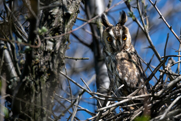 Long eared owl or Asio otus perches on its nest