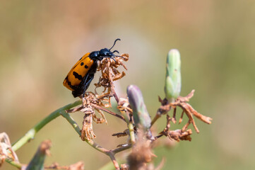 Orange beetle with black dots on a flower. Mylabris quadripunctata