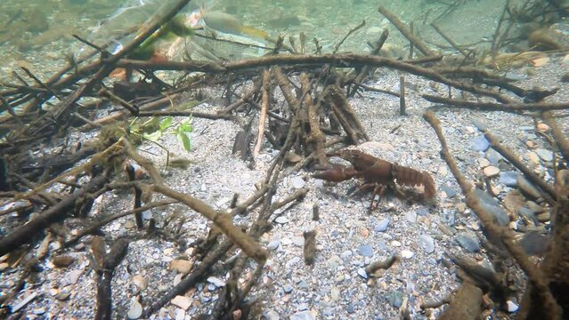 freshwater river lobster moving forward underwater