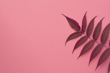 Leaves on a pink background. Floral  background. Flat lay, top view, copy space.