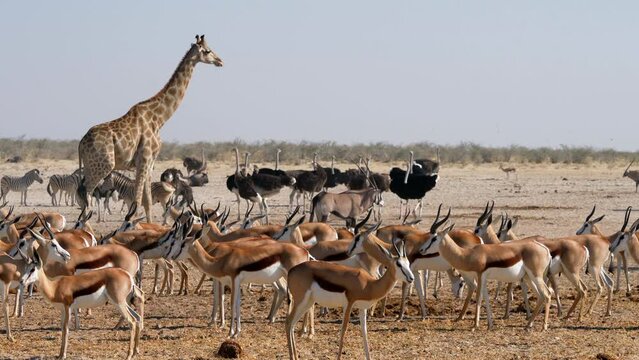 Wild animals gather around a waterhole in Etosha National Park, Namibia, Africa.
