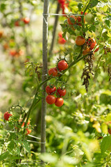 Tasty ripe cherry tomatoes on a vine inside a greenhouse. Shallow depth of field. Ripe tomato plant growing in greenhouse. 
