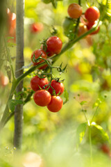 Obraz premium Tasty ripe cherry tomatoes on a vine inside a greenhouse. Shallow depth of field. Ripe tomato plant growing in greenhouse.