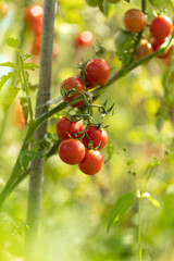 Tasty ripe cherry tomatoes on a vine inside a greenhouse. Shallow depth of field. Ripe tomato plant growing in greenhouse.