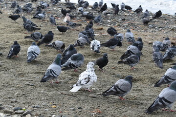 Obraz premium flock of pigeons