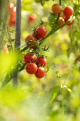 Tasty ripe cherry tomatoes on a vine inside a greenhouse. Shallow depth of field. Ripe tomato plant growing in greenhouse. 