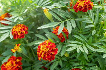 Background from orange marigold flowers. Field with tagetes. Bright french marigolds for publication, poster, calendar, post, screensaver, wallpaper, postcard, postcard, banner, cover, website