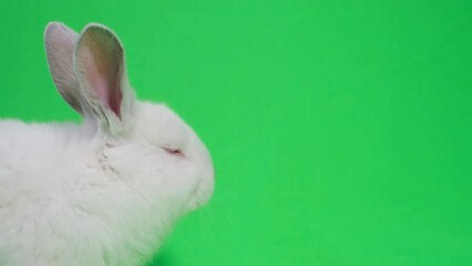 White fluffy rabbit on a green background. Chromakey background. High quality 4k