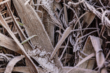 The cold winter frost brings death to the plants with ice crystals