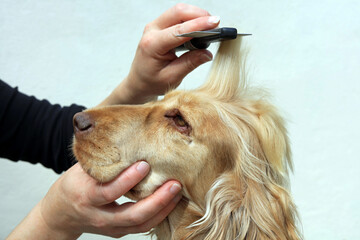 a cocker spaniel being groomed with a comb