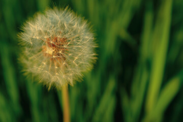 A single dandelion on the bones on the blurred green grass. A fluffy dandelion on a green background for post, screensaver, wallpaper, postcard, poster, banner, cover, website