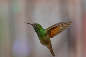 Colibri suspendido.  © AarnYabin