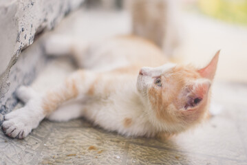 Stray street red kitten