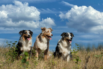 3 Australien Shepard Hunde im Wolkenhimmel