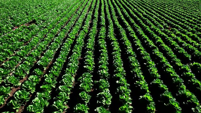 Aerial view. Fresh lettuce in vegetable field. Food industry.