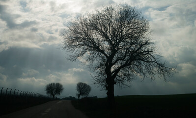 A mulberry tree in a stormy winter evening