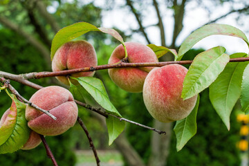 A branch of peach tree with red ripe fruit