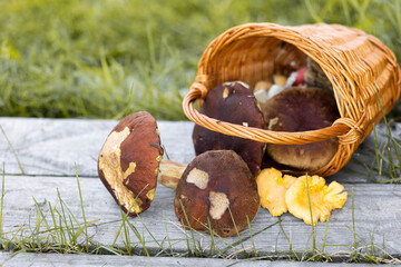 Forest mushroom boletus, cep, porcini, chanterelle collected in a wooden wicker basket. Late summer...