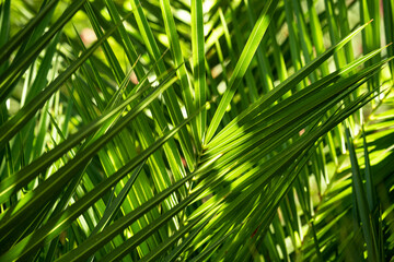 Fototapeta na wymiar Palm Leaf Background