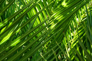 Palm Leaf Close