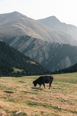 Vaca salvaje en la montaña