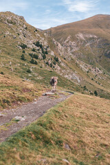 Obraz premium Vaca salvaje en la montaña