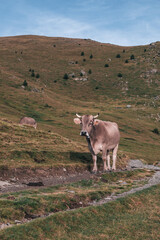 Vaca salvaje en la montaña