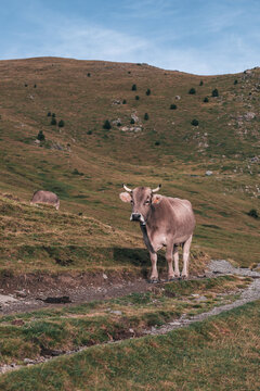 Vaca salvaje en la monta&ntilde;a